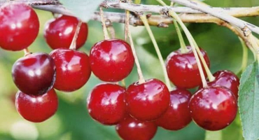 Popis odrůdy třešní ural třešeň, oblasti pro pěstování, výsadbu a péči